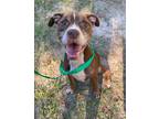 Adopt Giuseppe a Brown/Chocolate Mixed Breed (Large) / Mixed dog in Covington
