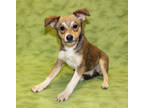 Adopt Wish k98 4/1/24 a Brown/Chocolate Shepherd (Unknown Type) / Mixed dog in