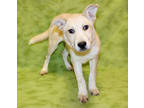 Adopt Anemone K54 2-22-24 a Brindle Alaskan Klee Kai / German Shepherd Dog /