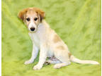 Adopt Chiron K76 3/25/24 a Tan/Yellow/Fawn Akbash / Mixed dog in San Angelo