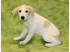 Adopt Cheddar K92 3/25/24 a Tan/Yellow/Fawn Akbash / Mixed dog in San Angelo
