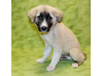 Adopt Chaney K81 3/25/24 a Tan/Yellow/Fawn Akbash / Mixed dog in San Angelo