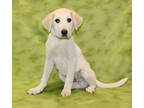 Adopt Chili K102 3/25/24 a Tan/Yellow/Fawn Akbash / Mixed dog in San Angelo