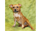 Adopt Gretel K105 3/22/24 a Brown/Chocolate German Shepherd Dog / Mixed dog in