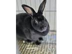 Adopt Slope a Black Mini Rex / Mini Rex / Mixed (short coat) rabbit in Simcoe