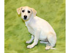Adopt Chutney K17 3/25/24 a Tan/Yellow/Fawn Akbash / Mixed dog in San Angelo