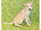 Adopt Artie K53 2-22-24 a Brindle Alaskan Klee Kai / German Shepherd Dog / Mixed