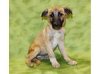 Adopt Charlie K17 3/25/24 a Tan/Yellow/Fawn Akbash / Mixed dog in San Angelo