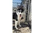 Adopt Rigley a White Husky / Mixed Breed (Large) / Mixed dog in Oskaloosa