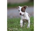 Adopt Dolce a White American Pit Bull Terrier / Mixed Breed (Medium) / Mixed