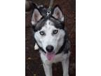 Adopt Jack Skellington a Black Husky / Mixed dog in Williamsburg, VA (41072801)