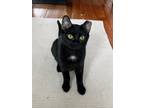 Adopt Luxy a All Black American Shorthair (short coat) cat in Brooklyn