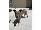 Adopt Maxine a Brindle Greyhound / American Staffordshire Terrier / Mixed (short