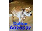 Adopt Dalton a Brown/Chocolate - with Tan Mixed Breed (Medium) / Mixed dog in