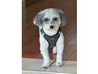 Adopt Wallace a White - with Gray or Silver Miniature Poodle / Mixed dog in