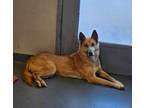 Adopt Yote a Tan/Yellow/Fawn Husky / Mixed dog in BATH, NY (41136630)