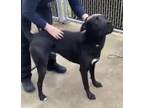Adopt Ralf a Black Mixed Breed (Medium) / Mixed dog in Northlake, IL (41136669)