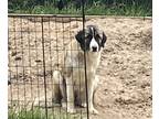 Adopt bella a White - with Brown or Chocolate Anatolian Shepherd / Great