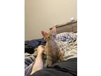 Adopt Kaplan a Orange or Red (Mostly) American Shorthair / Mixed (short coat)