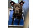 Adopt Nala a White - with Gray or Silver Pit Bull Terrier / Mixed dog in