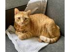 Adopt Prince Harry A Charming Tabby Boy! a Orange or Red Domestic Shorthair /
