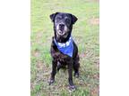 Adopt MAYA a Black Labrador Retriever / Mixed dog in Murfreesboro, TN (40942536)