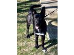 Adopt Bigfoot a Black - with White German Shepherd Dog / Mixed dog in Tipp City