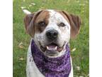 Adopt Dalton a White - with Brown or Chocolate German Shorthaired Pointer /