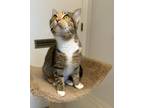 Adopt Bertha a Domestic Shorthair / Mixed (short coat) cat in Sandusky