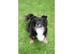 Adopt Berry a Shih Tzu / Pomeranian / Mixed dog in Madison, GA (41136303)