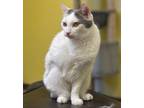 Adopt Chloe a Domestic Shorthair / Mixed (short coat) cat in Corpus Christi