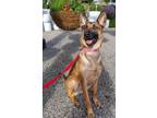 Adopt Iris a German Shepherd Dog / Belgian Malinois / Mixed dog in Downey