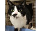 Adopt Larry2 a Domestic Shorthair / Mixed (short coat) cat in Fremont