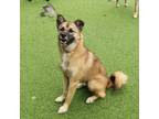 Adopt ENHYPHEN a Brown/Chocolate English Sheepdog / Jindo dog in New York