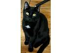 Adopt PB Patty a Black & White or Tuxedo Domestic Shorthair (short coat) cat in