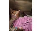 Adopt Bacon a Orange or Red (Mostly) Domestic Shorthair / Mixed (short coat) cat