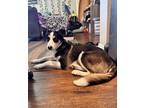 Adopt Millie pup: Anakin a Mixed Breed (Medium) dog in San Diego, CA (41060484)