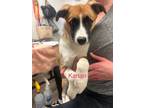 Adopt Millie pup: Kanan a Mixed Breed (Medium) dog in San Diego, CA (41060485)