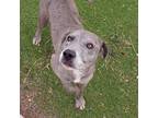 Adopt Sanzi a Labrador Retriever dog in Vail, AZ (40441911)