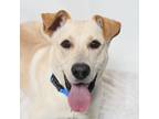 Adopt Paisley a Labrador Retriever / Mixed dog in San Luis Obispo, CA (40946897)