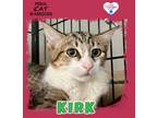 Adopt Kirk a Domestic Shorthair / Mixed (short coat) cat in Kingman