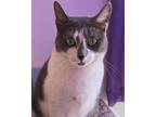 Adopt Mama a Gray or Blue Domestic Shorthair (short coat) cat in Philadephia