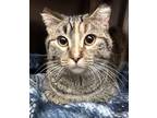 Adopt Poutine a Brown or Chocolate Domestic Shorthair / Domestic Shorthair /