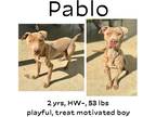 Adopt Pablo a Mixed Breed (Medium) / Mixed dog in Albany, GA (41135756)