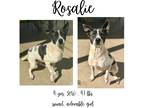 Adopt Rosalie a Shepherd (Unknown Type) / Mixed Breed (Medium) / Mixed dog in
