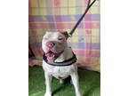 Adopt Kaiser a White Boxer / American Pit Bull Terrier / Mixed dog in Wichita