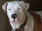 Adopt Robbie a White - with Tan, Yellow or Fawn American Staffordshire Terrier /