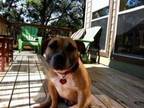 Adopt Amber a Staffordshire Bull Terrier / American Staffordshire Terrier /