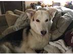 Adopt Kai a Siberian Husky / German Shepherd Dog / Mixed dog in Austin