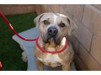 Adopt Foster or Adopt a Tan/Yellow/Fawn - with White Pit Bull Terrier /